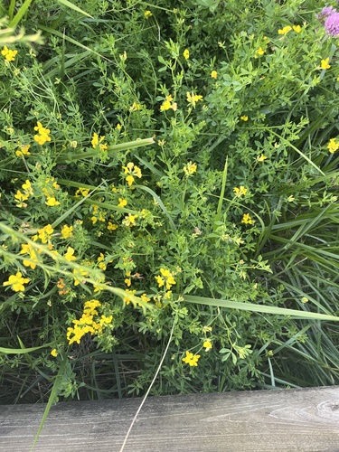 bird's-foot trefoil