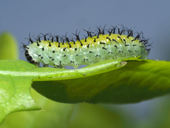 Periclista lineolata