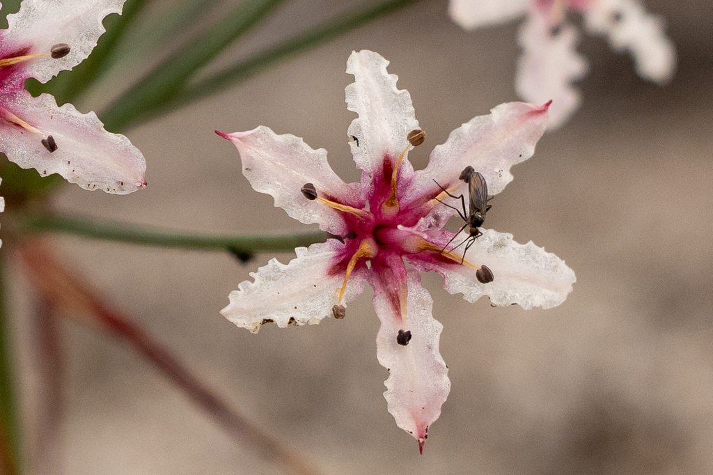 Dance Flies, Long-legged Flies, and Allies from Cape Point, Cape Town ...