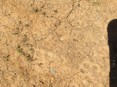 Vulpes vulpes fulvus