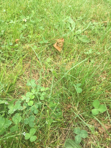 photo of Kentucky Bluegrass (Poa pratensis)