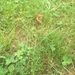 photo of Kentucky Bluegrass (Poa pratensis)