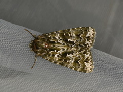 Thalatha bryochlora