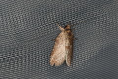 Nycteola indica