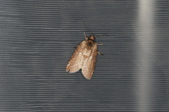 Nycteola indica