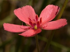 Drosera fragrans