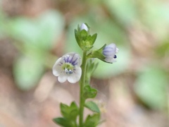 Veronica serpyllifolia serpyllifolia