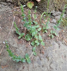 Veronica serpyllifolia serpyllifolia