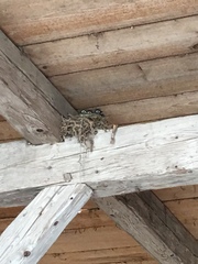 Phoenicurus ochruros