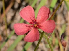 Drosera fragrans