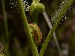 Drosera fragrans