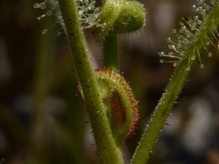 Drosera fragrans