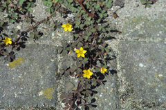 Oxalis corniculata