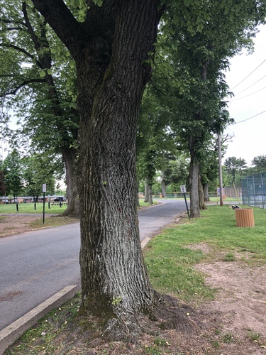 photo of Bur Oak (Quercus macrocarpa)