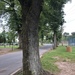 photo of Bur Oak (Quercus macrocarpa)