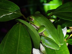 Zhangixalus taipeianus