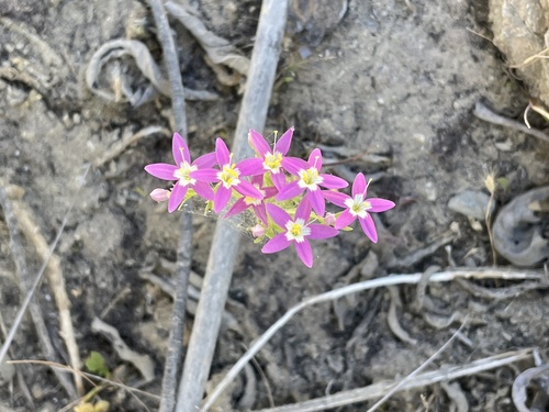 Image of Zeltnera trichantha by (c) Ryan Elliott, some rights reserved (CC BY)