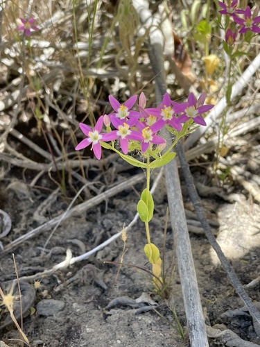 Image of Zeltnera trichantha by (c) Ryan Elliott, some rights reserved (CC BY)