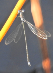 Lestes tridens