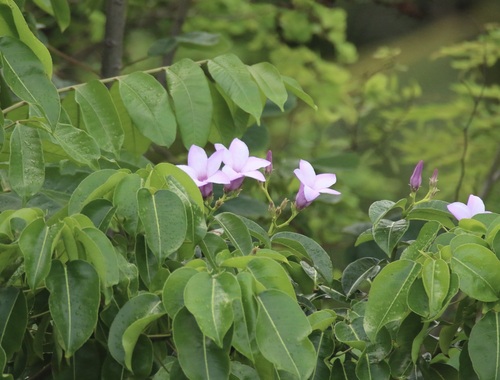 Image of Cryptostegia madagascariensis by (c) Cricket Raspet, some rights reserved (CC BY)