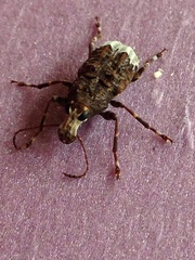 Eurymycter