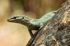 Anatololacerta pelasgiana