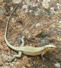 Anatololacerta pelasgiana