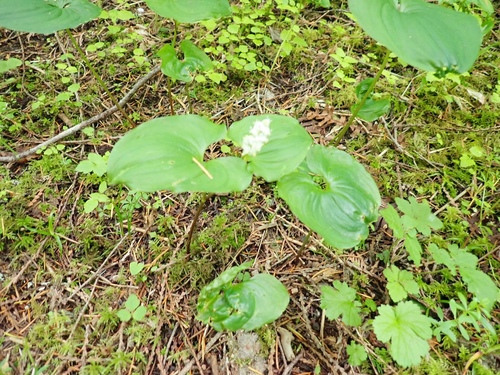 False lily of the valley (Maianthemum dilatatum)