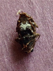 Eurymycter
