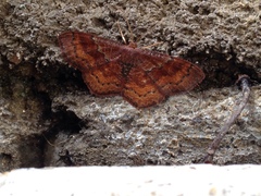Leptostales rubromarginaria