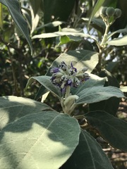 Solanum mauritianum
