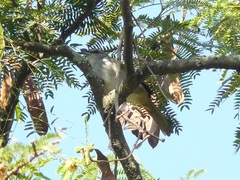 Arremonops conirostris