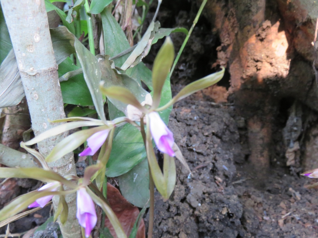 Nervilia pudica