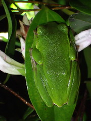 Zhangixalus taipeianus