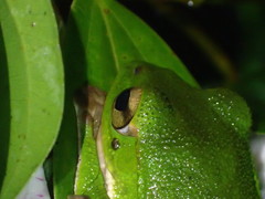 Zhangixalus taipeianus