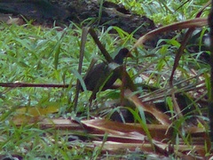 Pardirallus nigricans