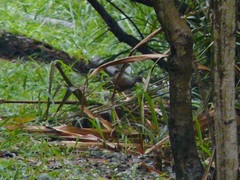 Pardirallus nigricans