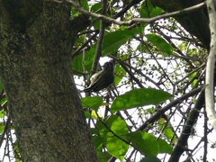 Picumnus olivaceus