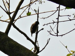 Picumnus olivaceus