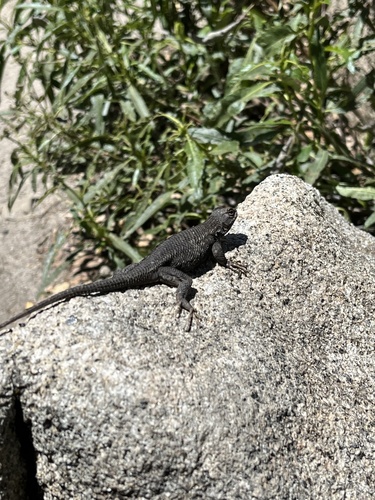 iNaturalist observation photo of Western Fence Lizard