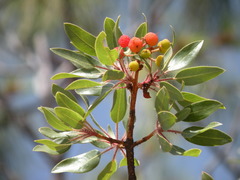 Arbutus tessellata
