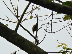 Picumnus olivaceus