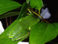 Zhangixalus taipeianus