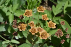 Bupleurum longifolium
