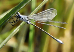 Lestes macrostigma