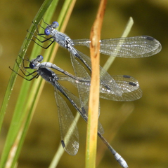 Lestes macrostigma
