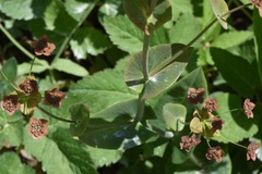 Bupleurum longifolium