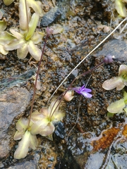 Pinguicula macroceras