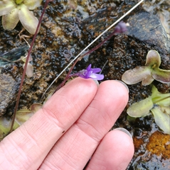 Pinguicula macroceras