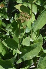 Bupleurum longifolium